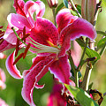 Lilies of the Field